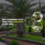 Gardening palm trees