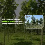 Top 10 Shade Giving Trees in India: Avenue Trees/Evergreen Trees avenue trees