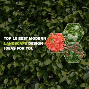 border plants