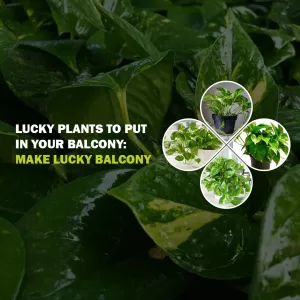 lucky plant
