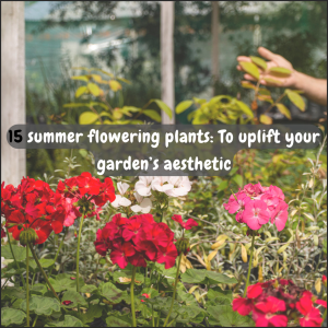 summer flowering plants