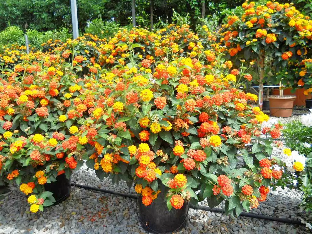 low maintenance border plants (