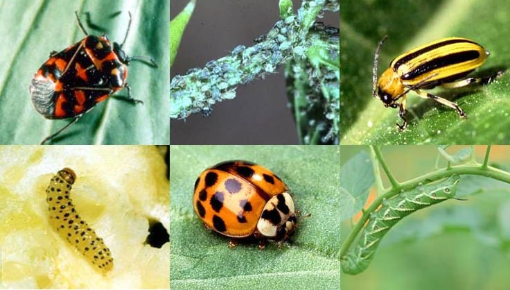 prevent garden pests