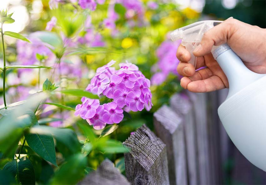 pollinator garden