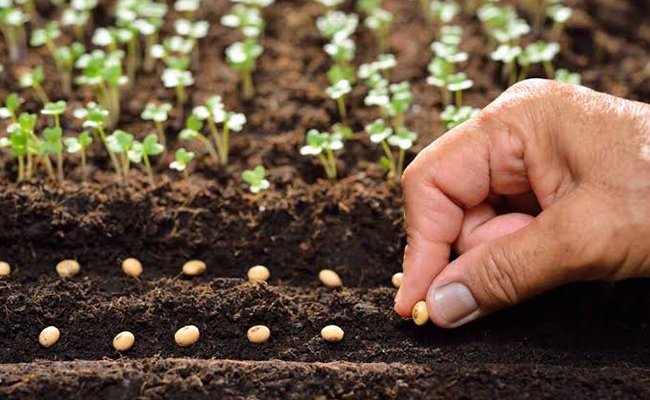gardening mistakes