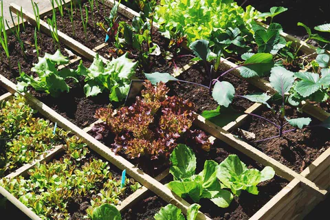 Indoor gardening