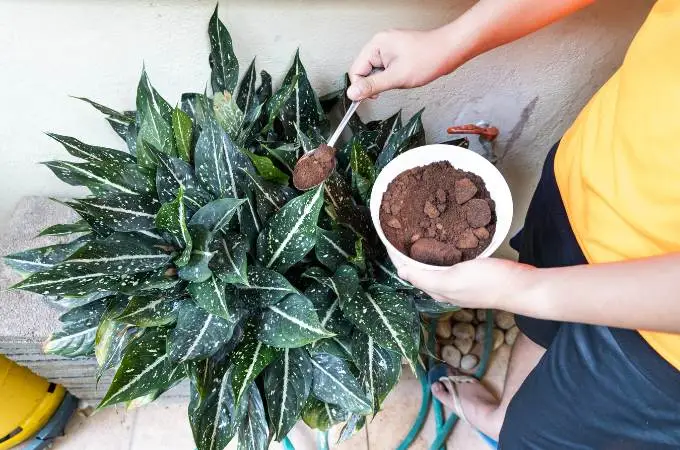 Neem Cake Powder