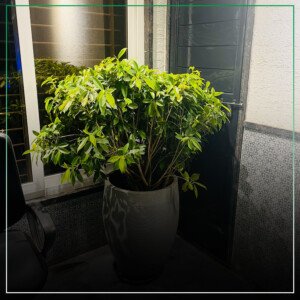 landscape architecture