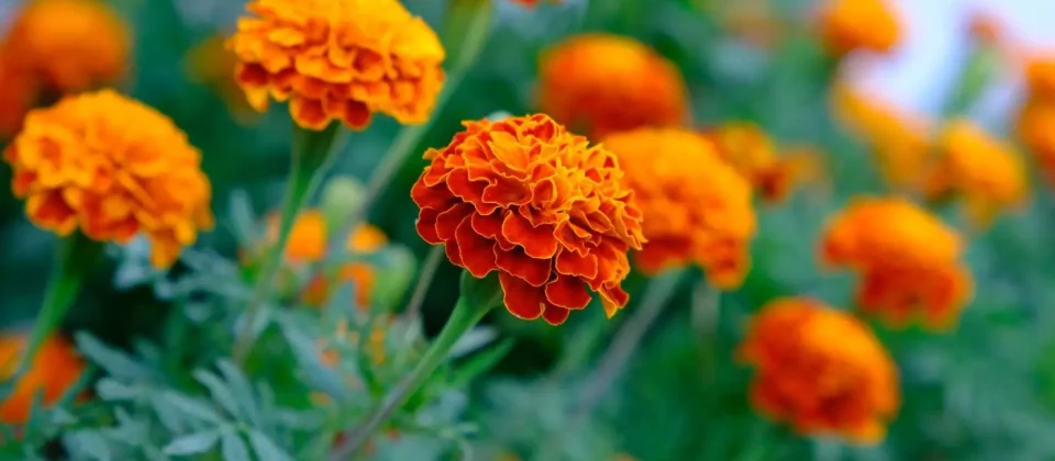 low maintenance border plants (