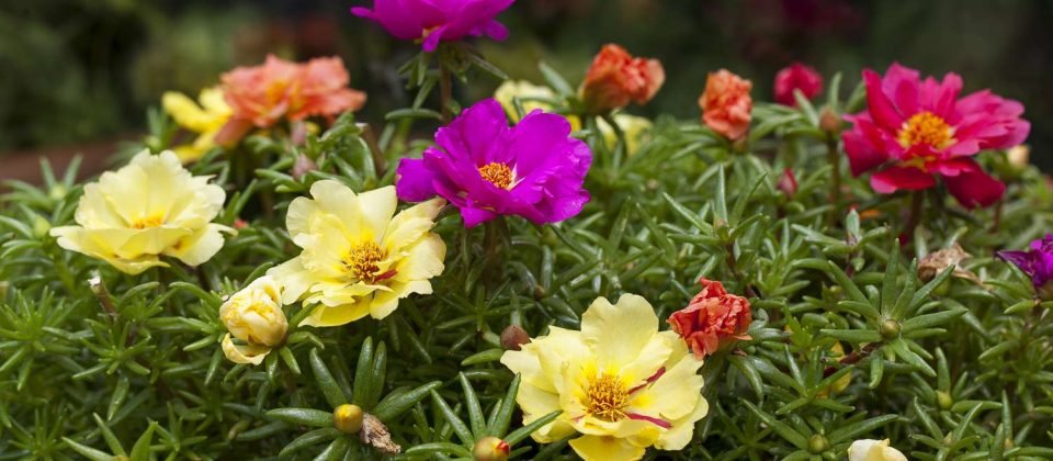 low maintenance border plants (