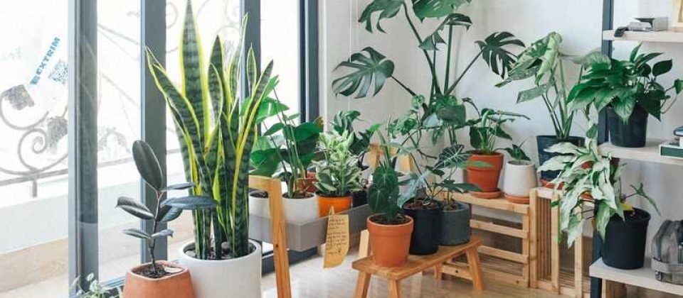 Indoor gardening
