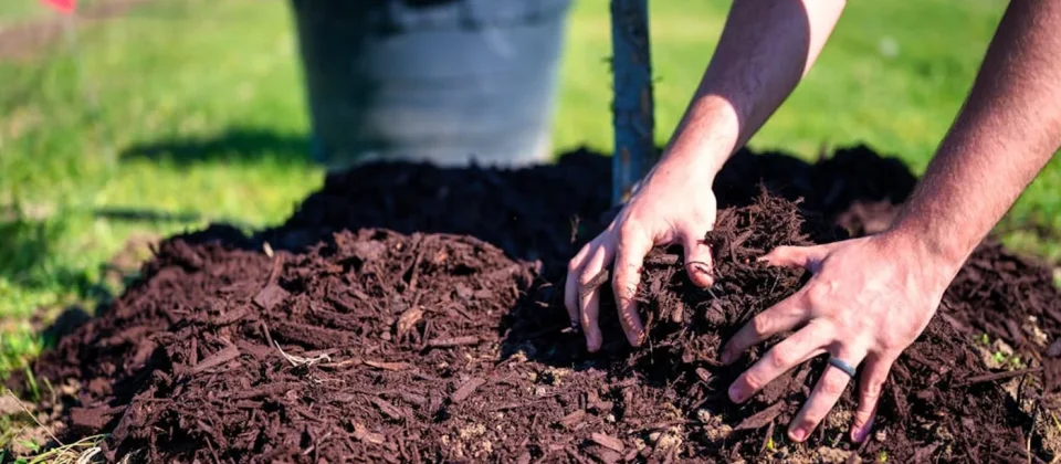 Low-Maintenance Garden