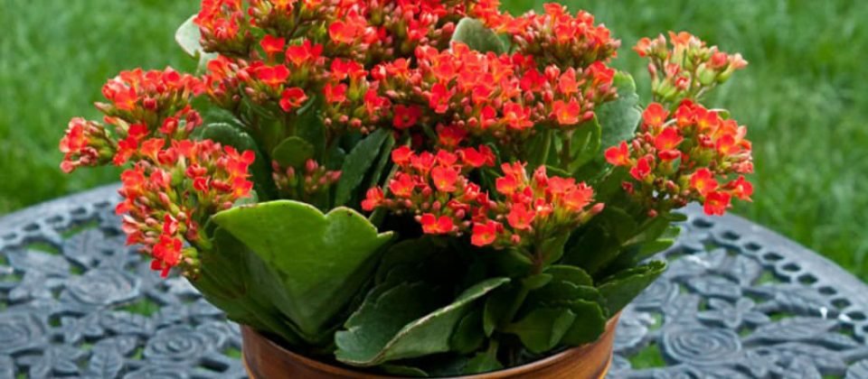 low maintenance border plants (