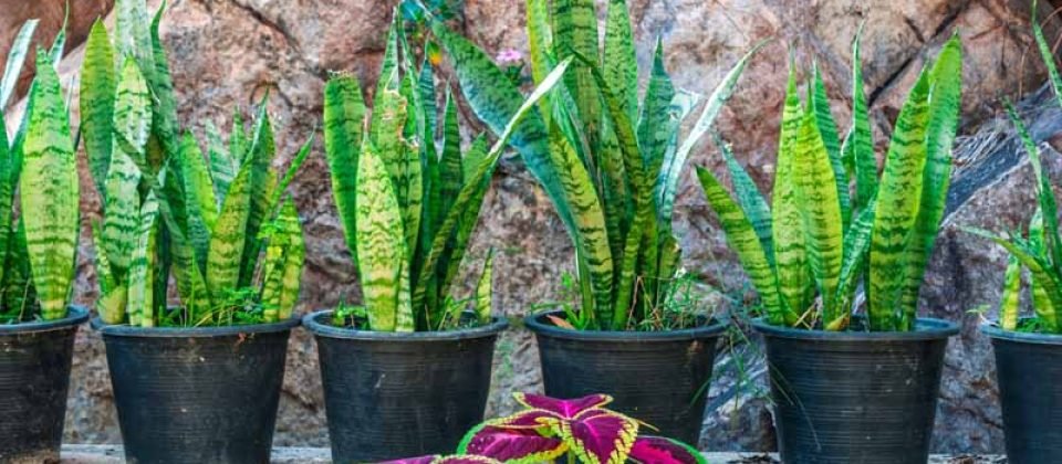 low maintenance border plants (