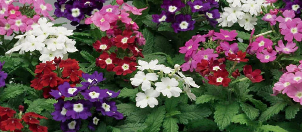 low maintenance border plants (
