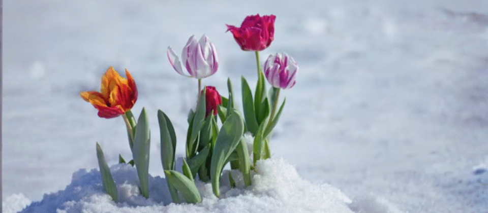 seasonal planting