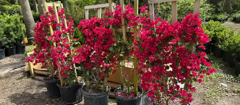 Low Maintenance Border Plants