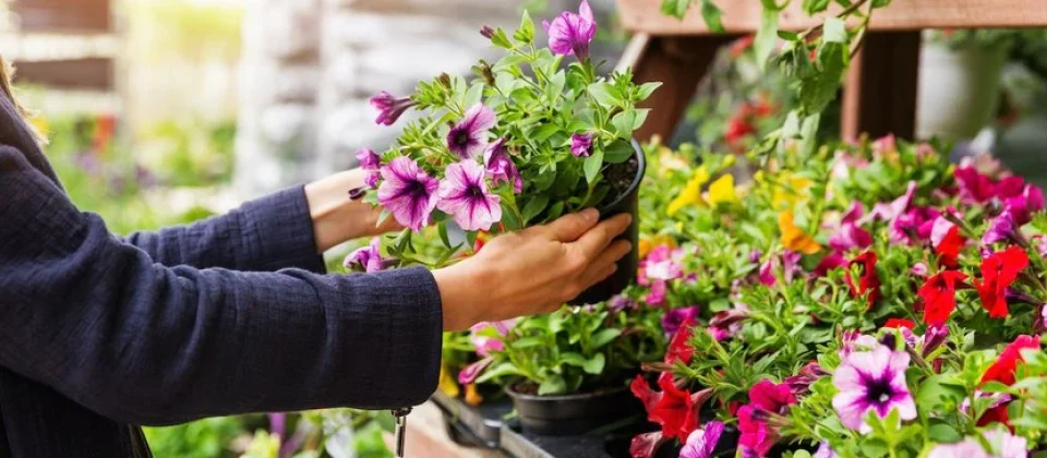 choosing-right-plants_cd149dc2-0736-4b6e-8f41-7c117c07fac9