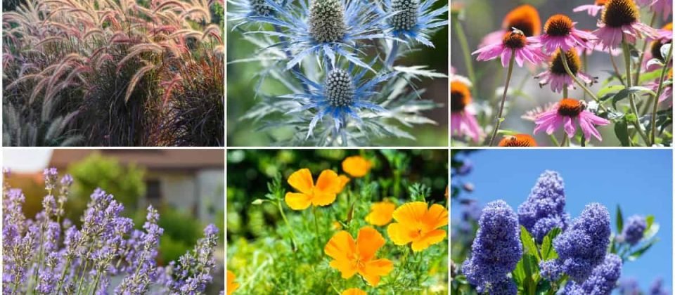 drought-tolerant-plants-collage