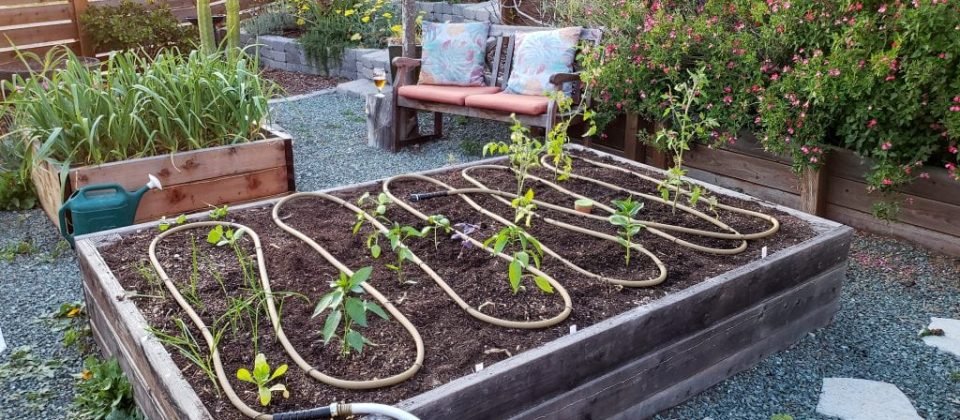 Low-Maintenance Garden