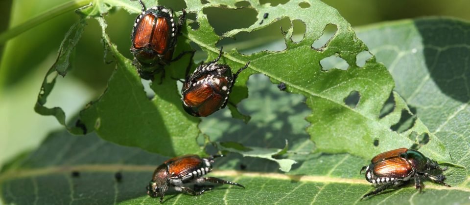 natural pest control
