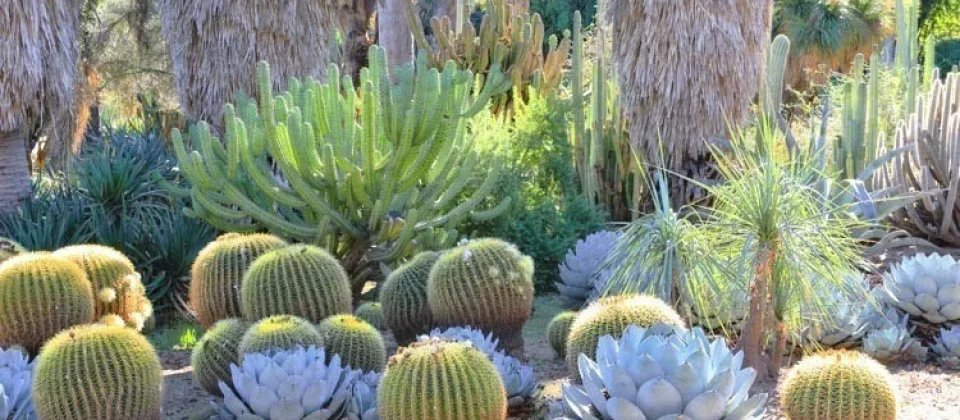 Best Plants