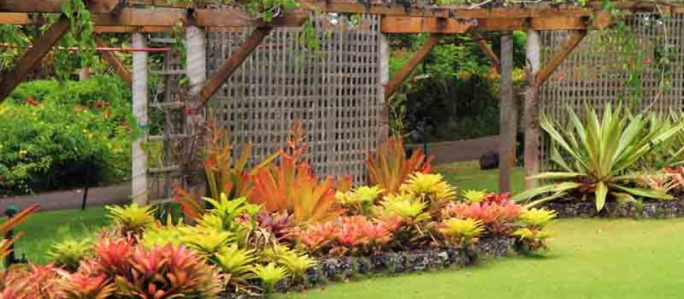 Best Plants