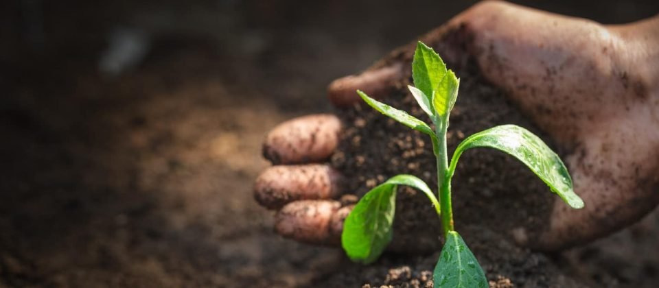 sustainable garden
