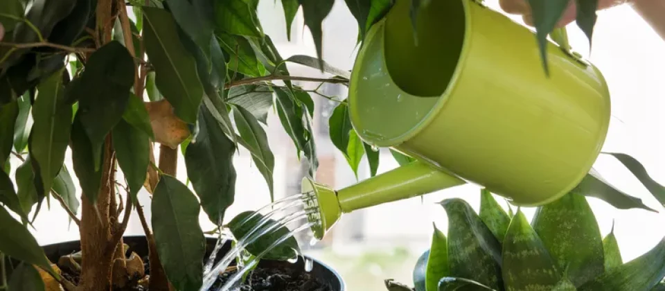 gardening mistakes