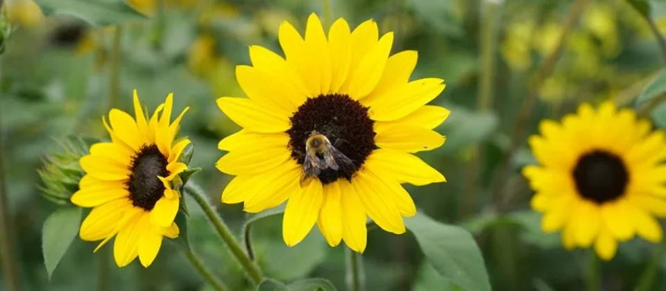 pollinator garden