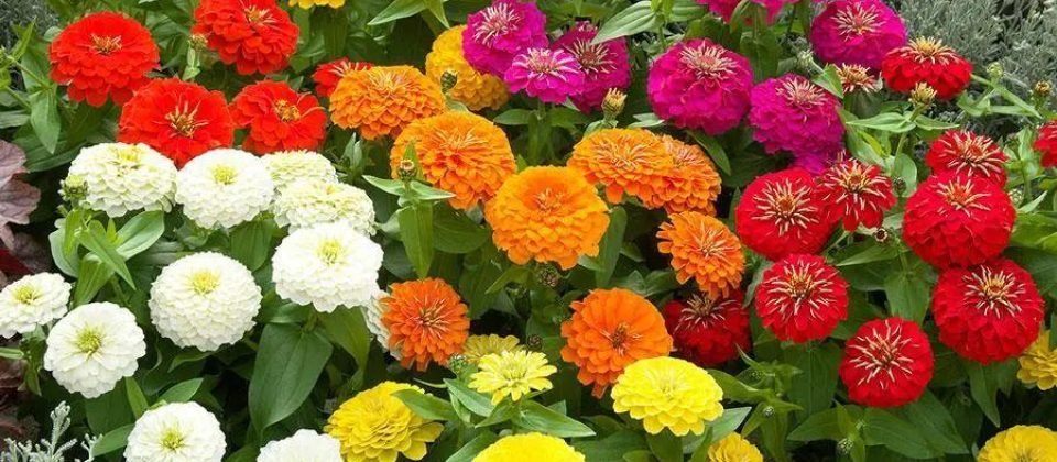 low maintenance border plants (
